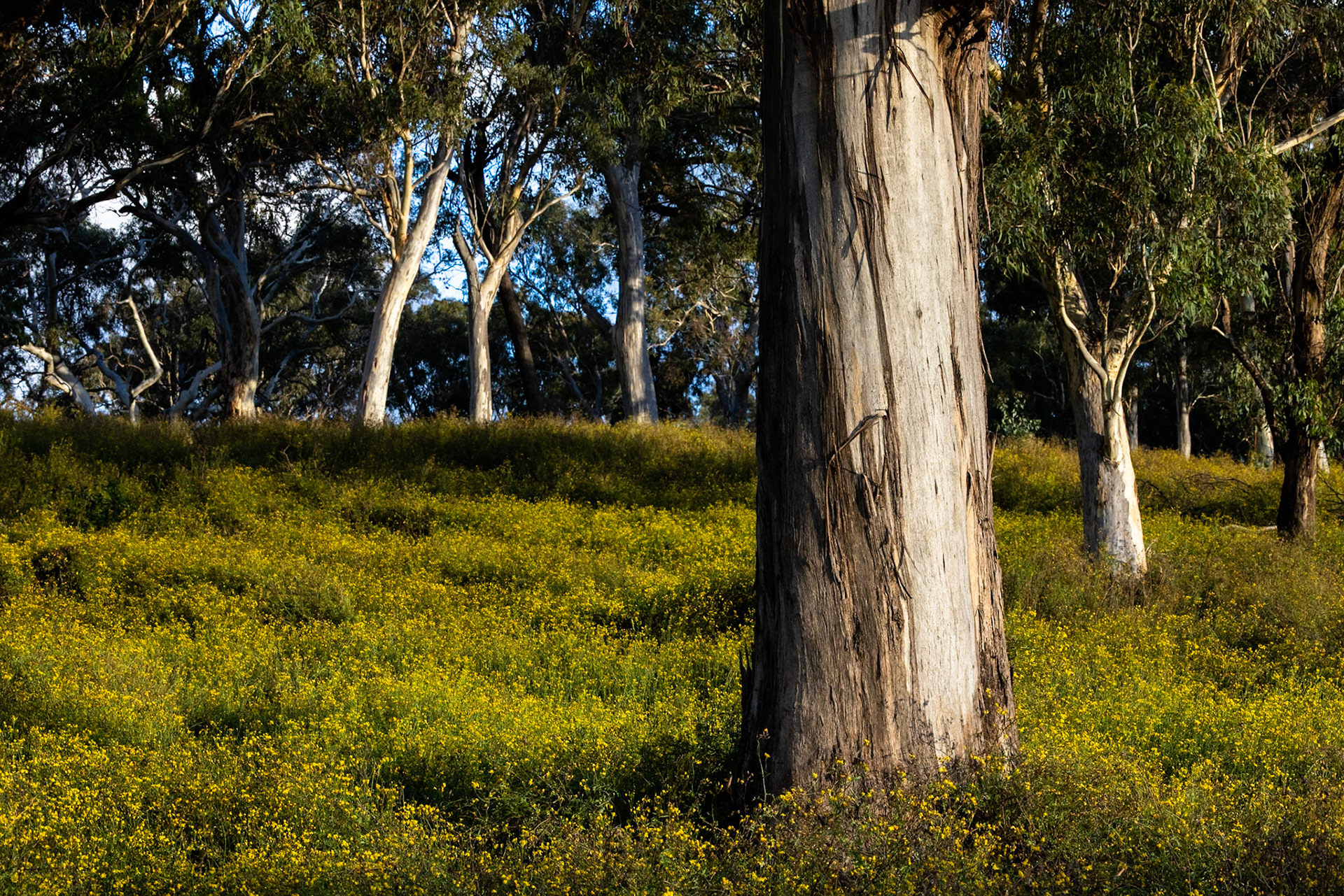 Turon Gates, New South Wales