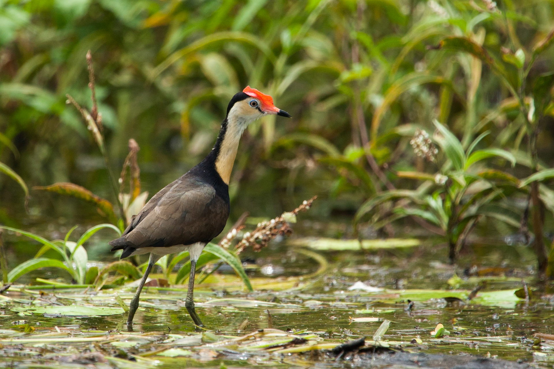 Comb-crested Jacana, Mount Borradale, Arnhemland, Northern Territory
