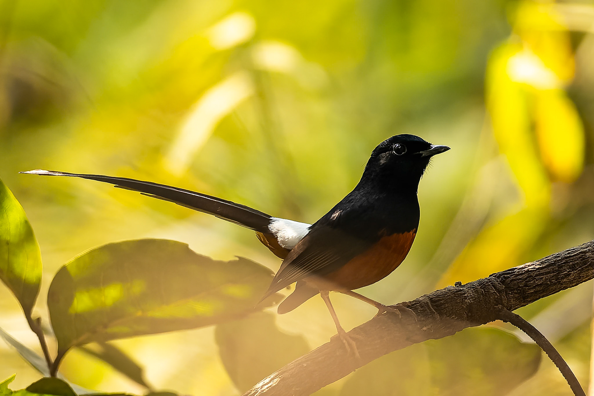 White-rumped shama, Khana, India