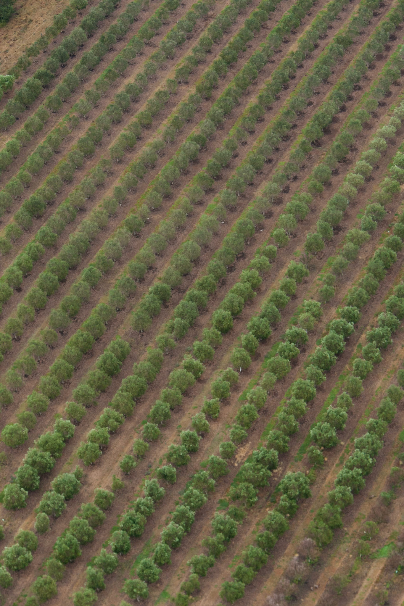 Hot air balloon ride in the Hunter Valley, New South Wales.