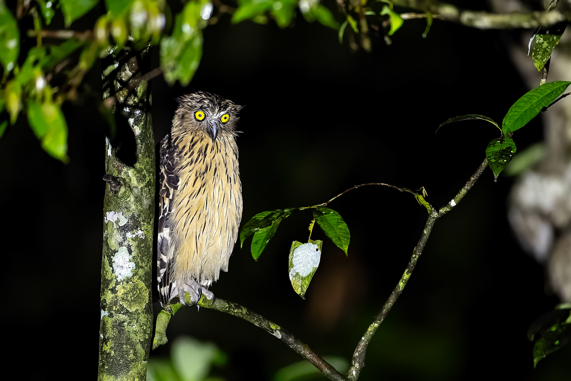 Buffy fishing-owl, Tabin, Borneo