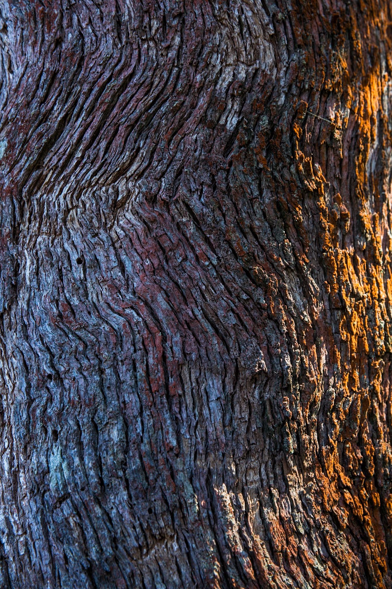 Started on the track to Golf Links lookout. Walked past the Pool of Siloam to Gordon Falls lookout. Followed the Prince Henry cliff walk to Leura Cascades from where we descended through Leura Forest to the junction with Federal Pass tea stop. Continued along Federal Pass past the junction with Dardanelles Pass (near the base of the Giant Staircase); past the base of Furber Steps to the Scenic Railway lower station (Lunch stop).  Some returned via the Scenic Railway, whilst others retraced steps and ascended the Giant Staircase to Echo Point. Notes by Peter Watt.