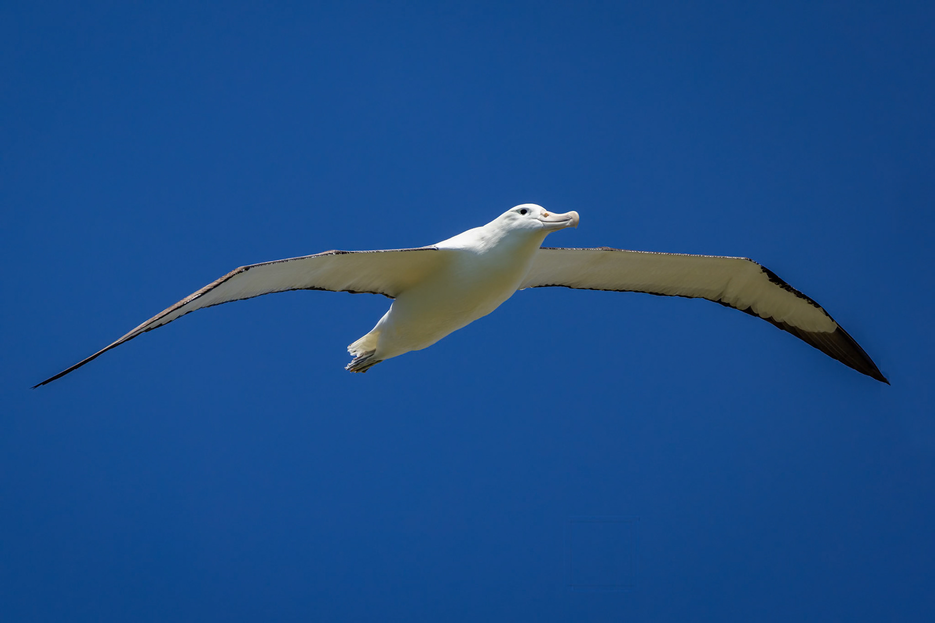 Royal albatross, Dunedin, New Zealand