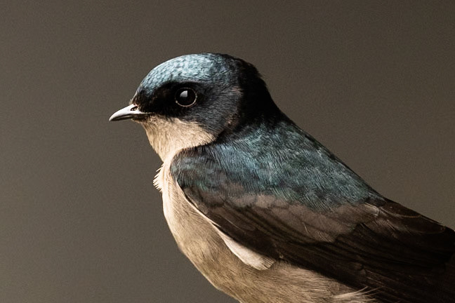 Brown-bellied swallow, Terminales del Ruiz, Colombia