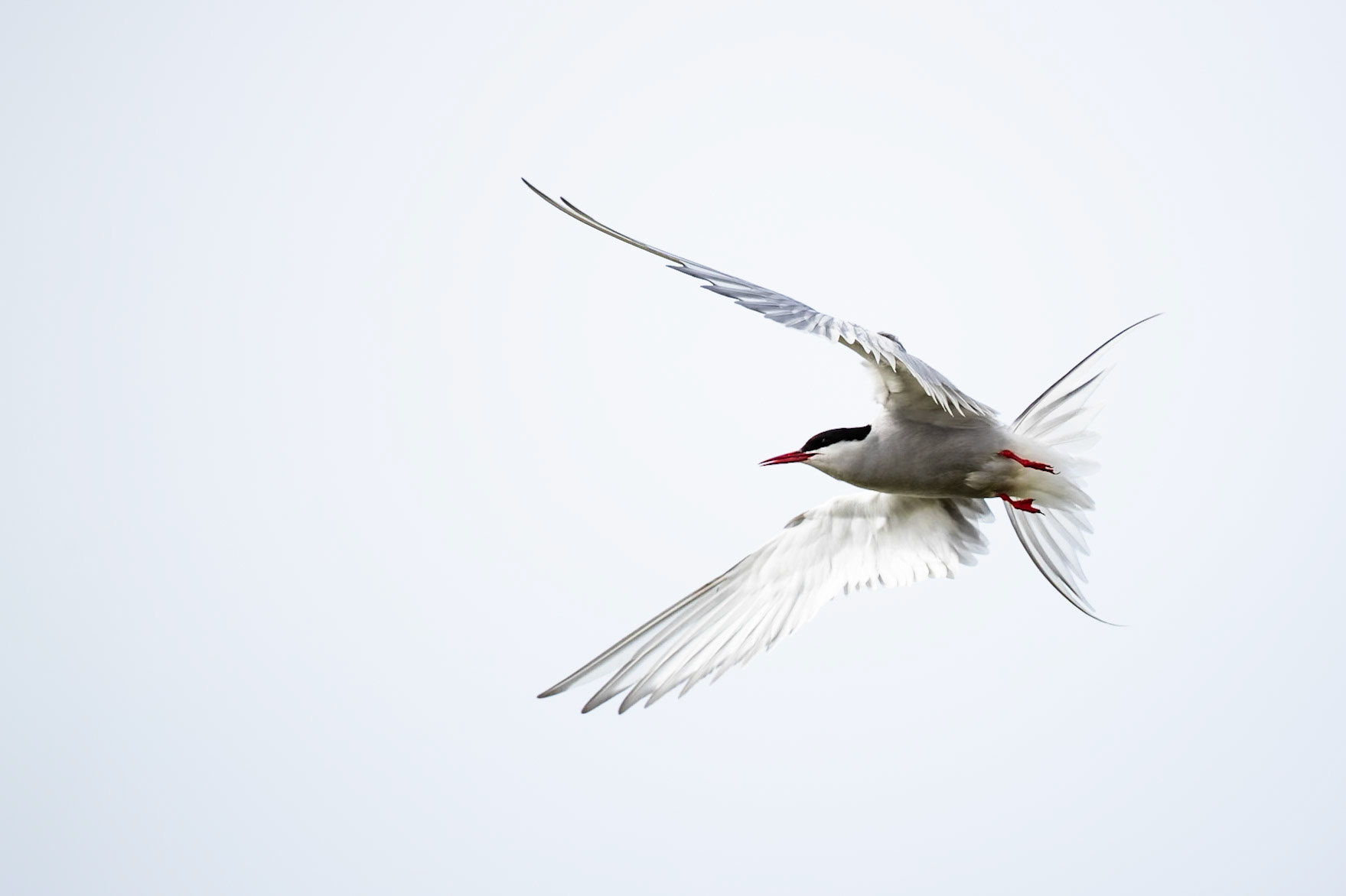 Arctic tern, Sandgerði, Iceland