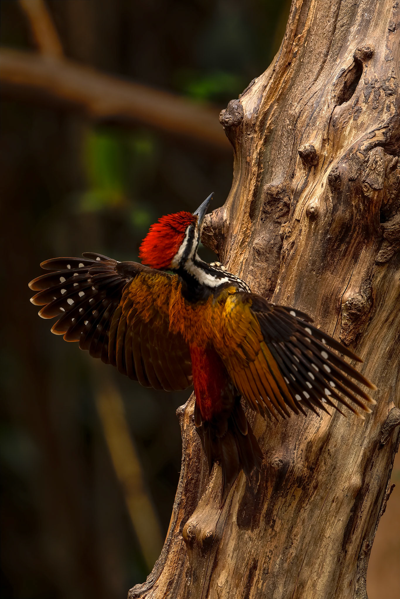 Common flameback, Khaeng Krackan National Park, Thailand
