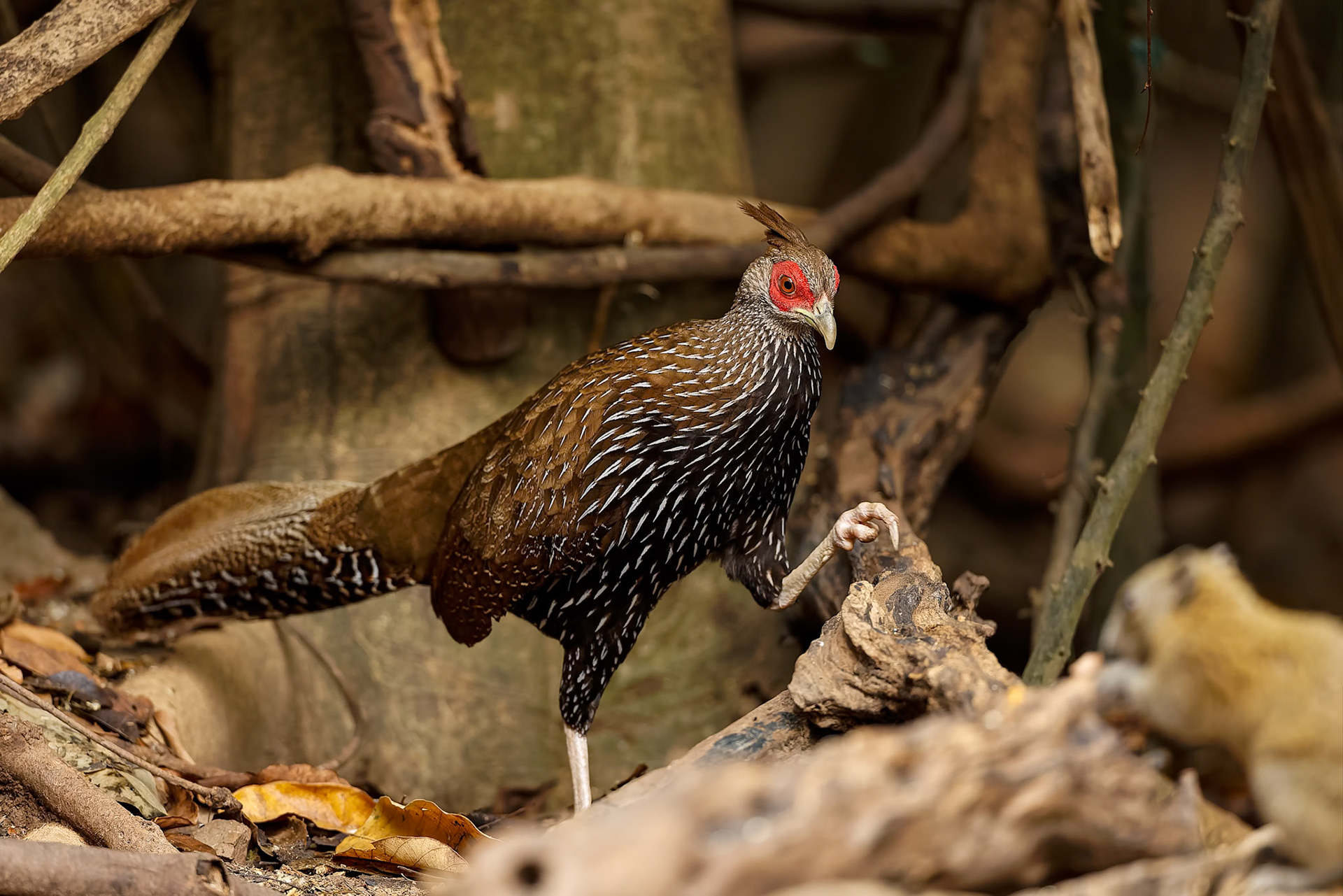 Kalij pheasant, Khaeng Krackan National Park, Thailand