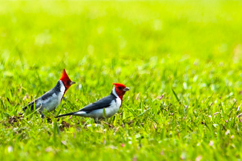 Red-crested cardinal, Puerto Valle Esteros, Ibera wetlands, Corrientes, Argentina
