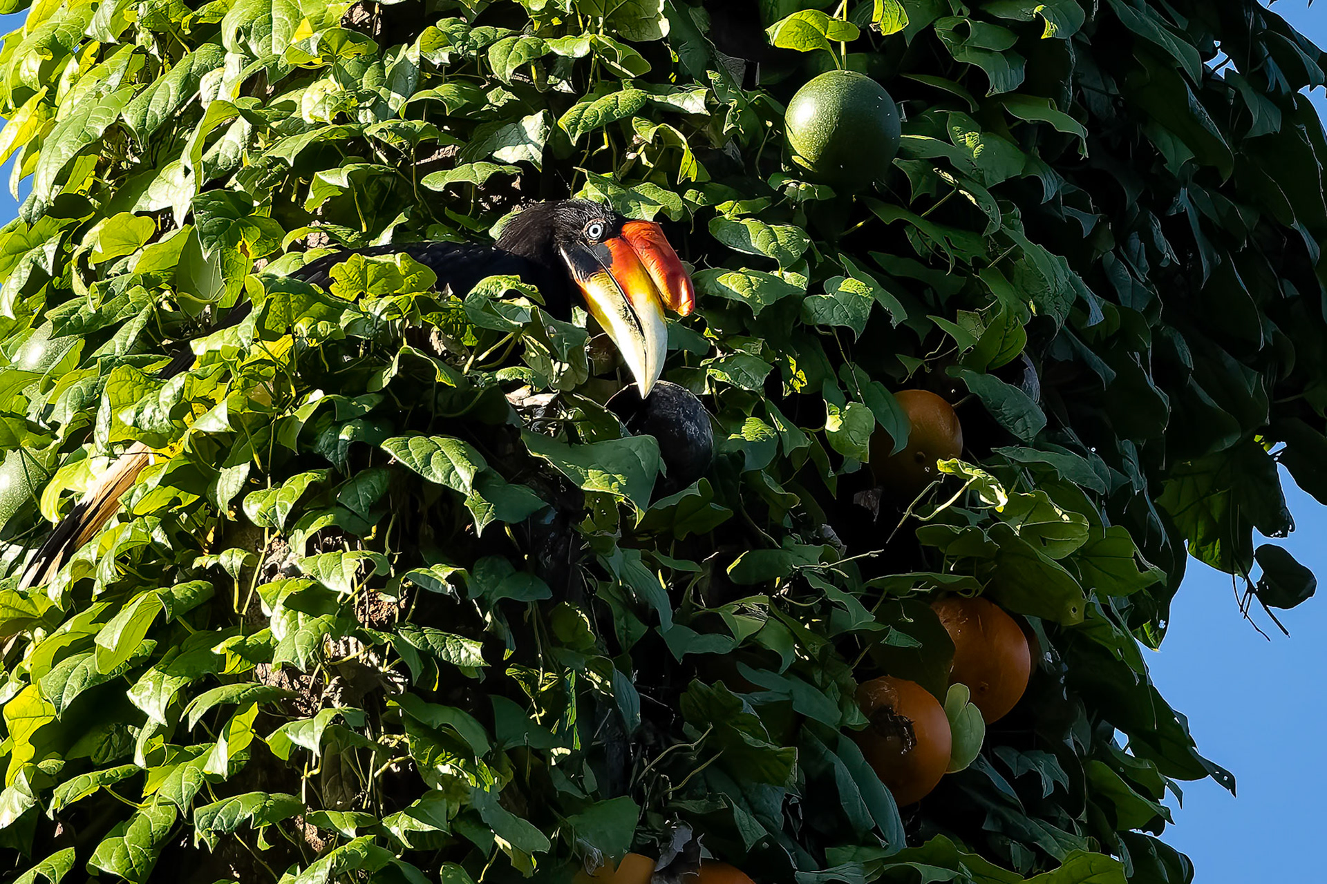 Rhinoceros hornbill, Sepilok, Borneo