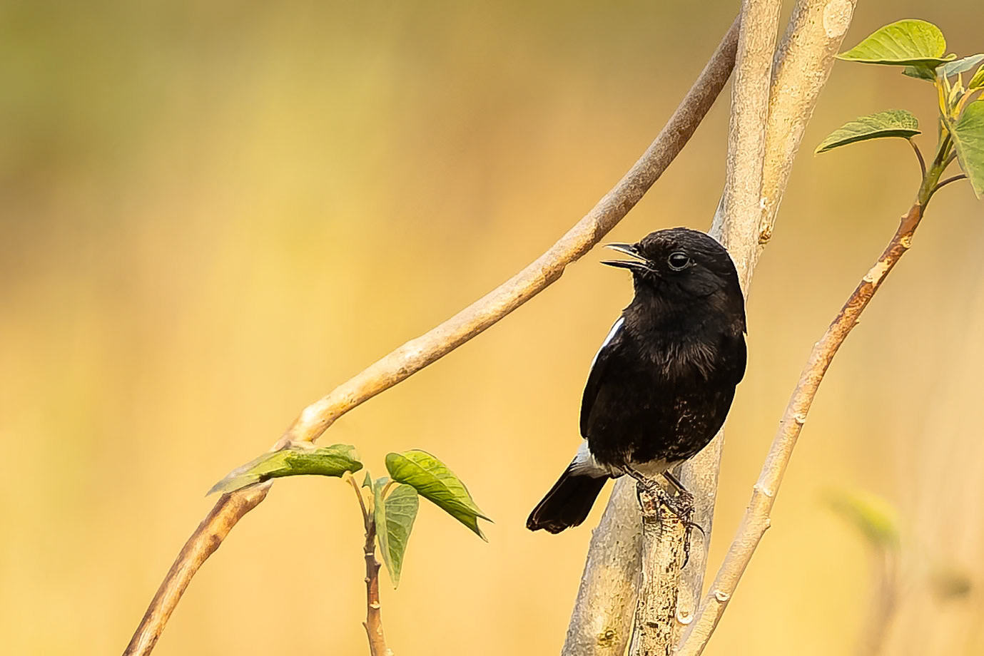 Pied bushchat, Khana, India