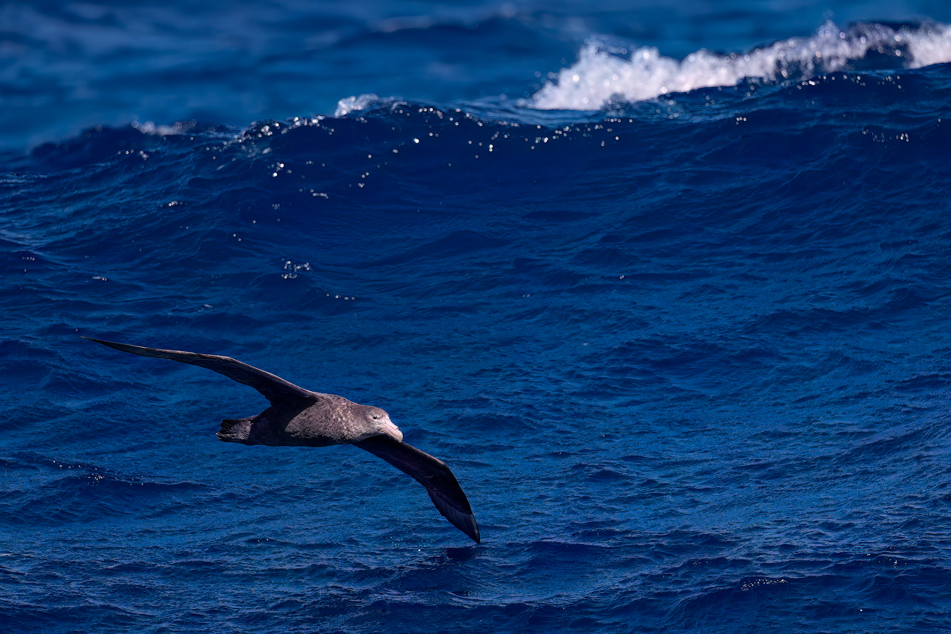 Southern giant-petrel, from the Falklands towards South Georgia