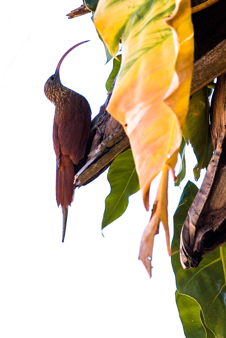 Red-billed scythebill, Pousada Piuval, Pantanal, Brazil