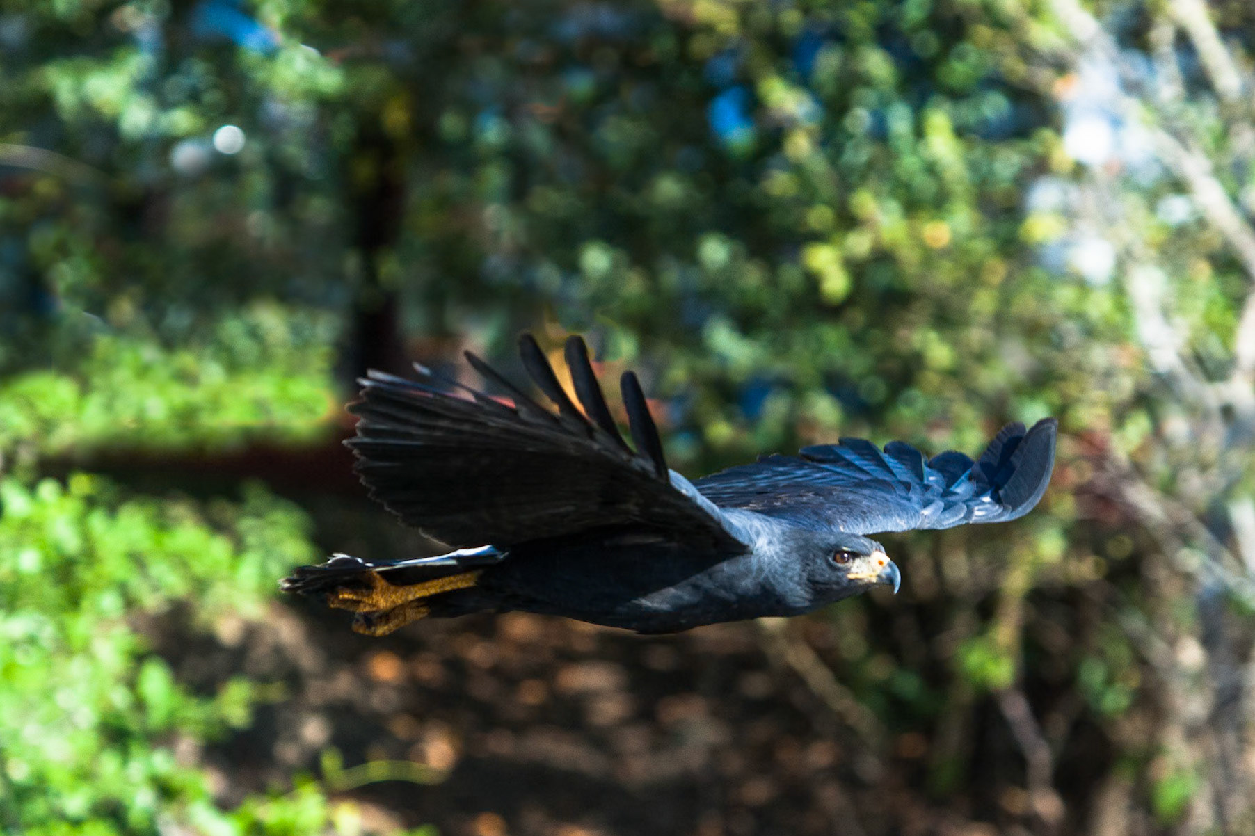 Great black hawk, Mato Grosso, Pantanal, Brazil