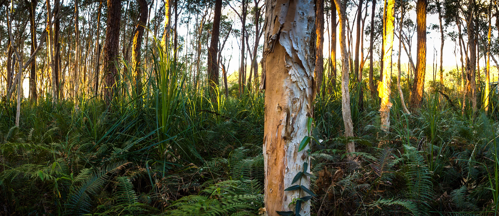 Trees at sunset, Kingfisher Bay Resort, Fraser Island, Queensland