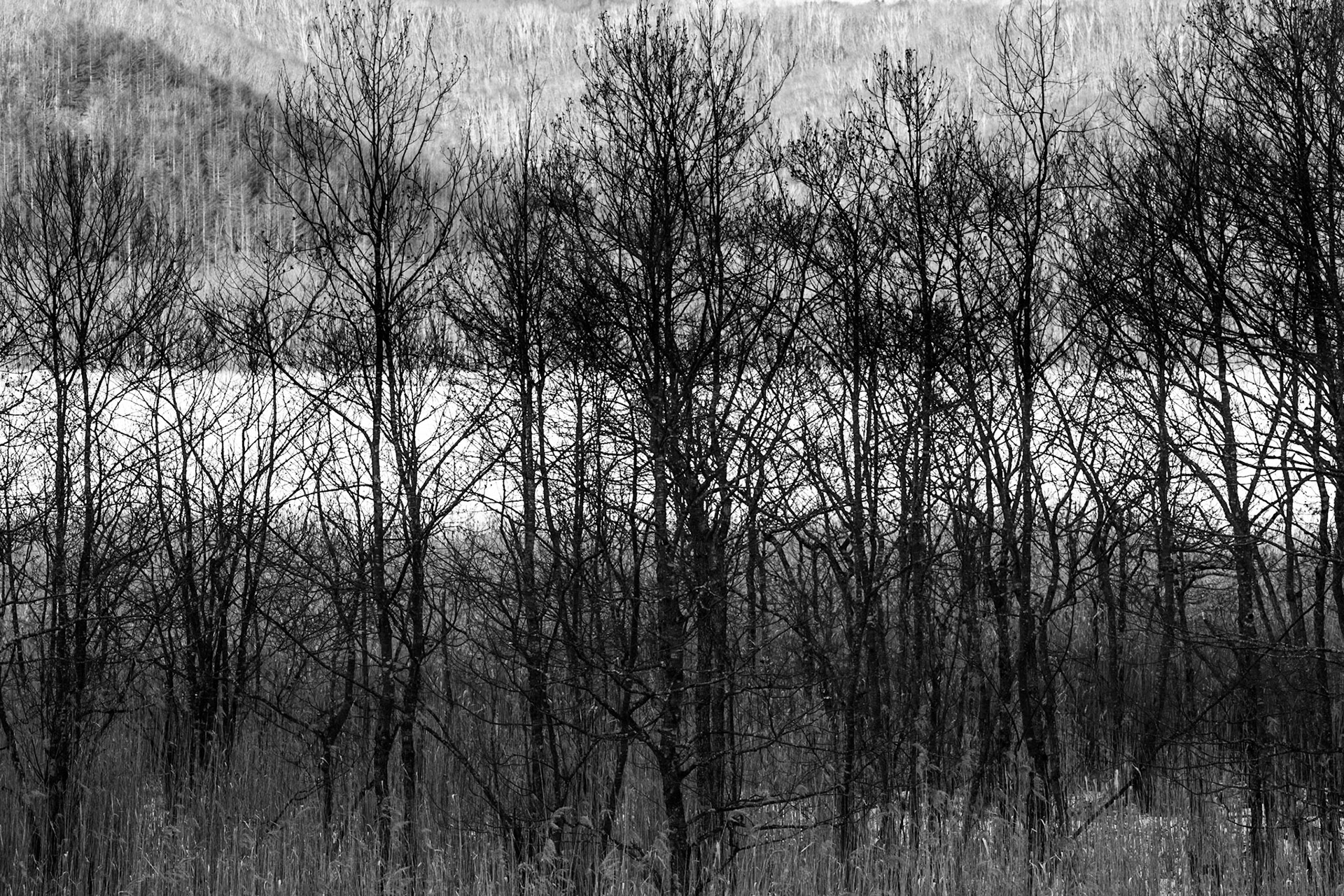 Kushiro marshland, Hokkaido, Japan