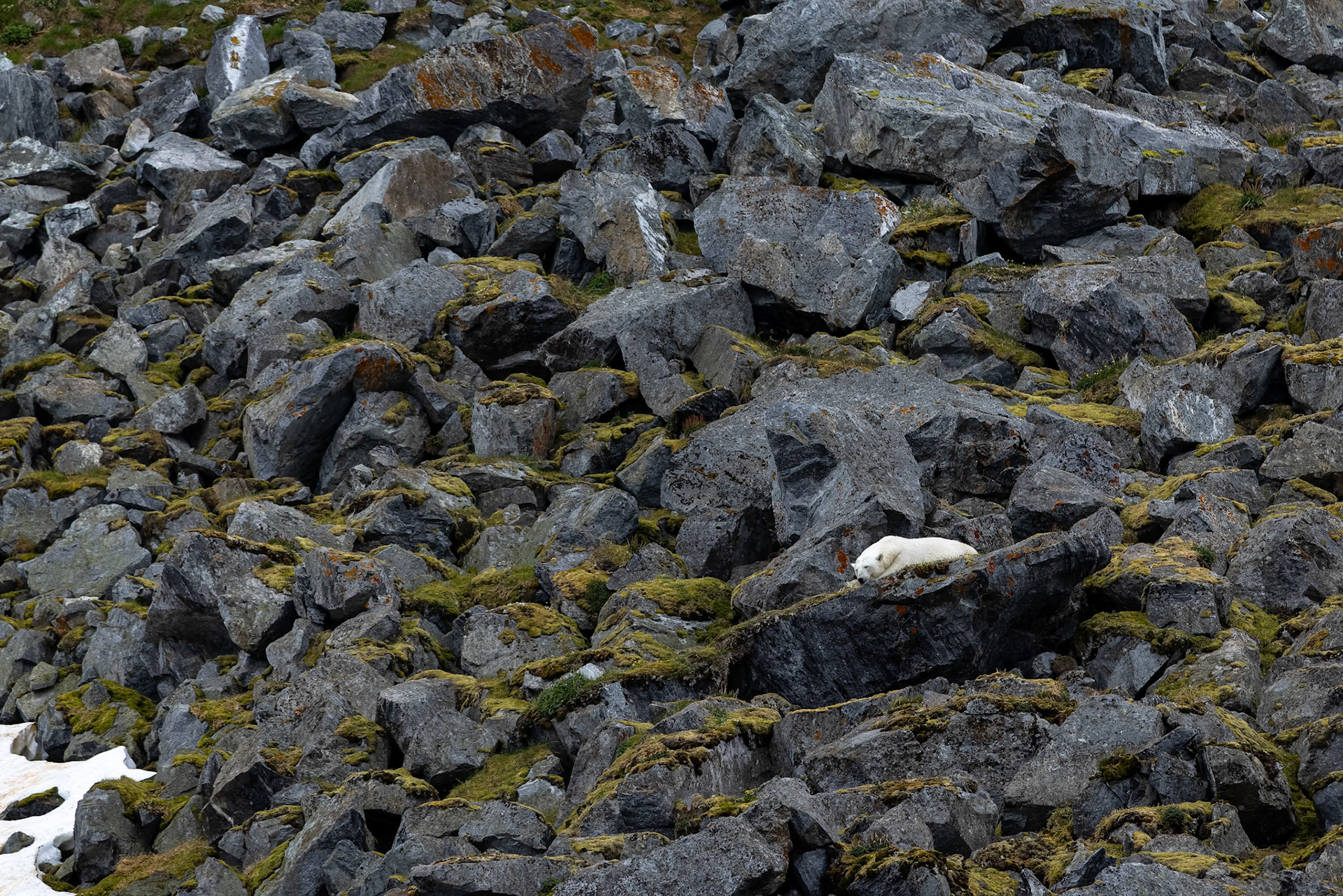 Polar bear, Hamiptonbukka, Svalbard, Norway; Placed in the top ten Capture Awards 2025, landscape and environment