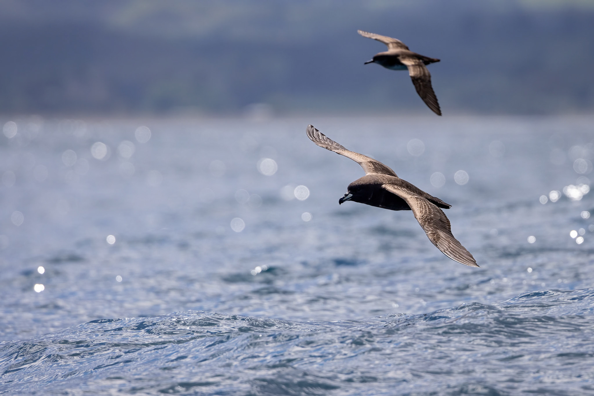 Westland petrel, Kaikōura, New Zealand