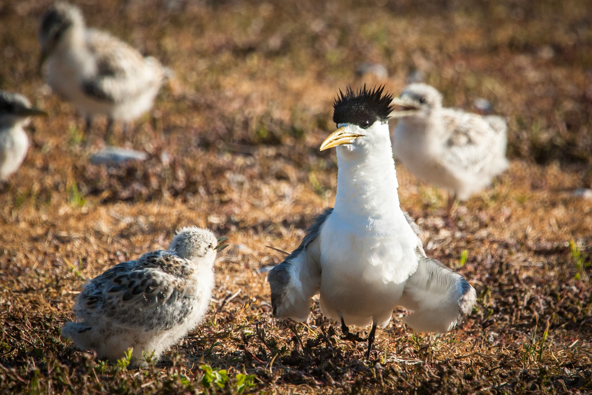 Crested tern with chicks, Lady Elliot Island, Queensland, Australia