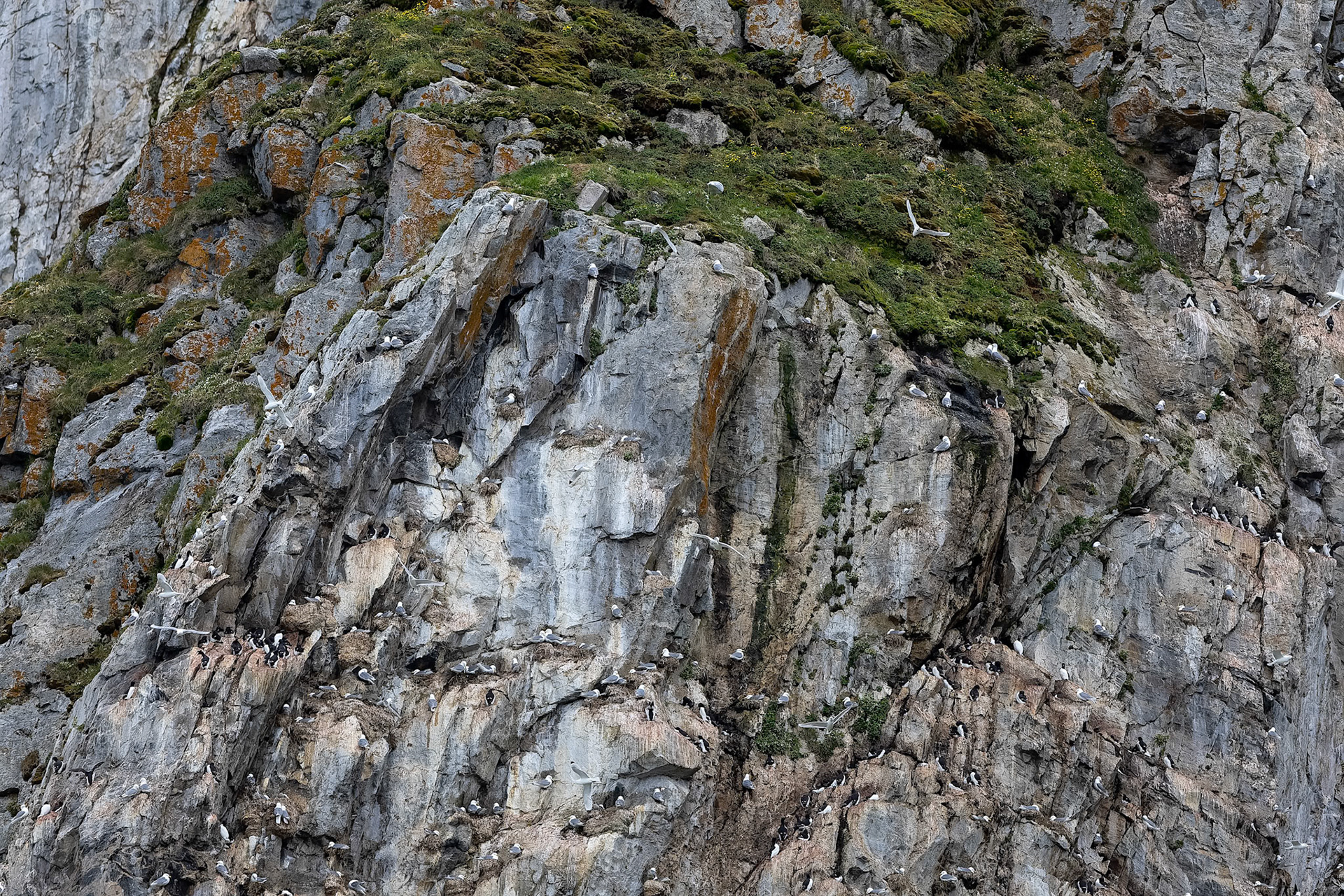 Brünnich's guillemot and black-legged kittiwake, Hamiptonbukka, Svalbard, Norway