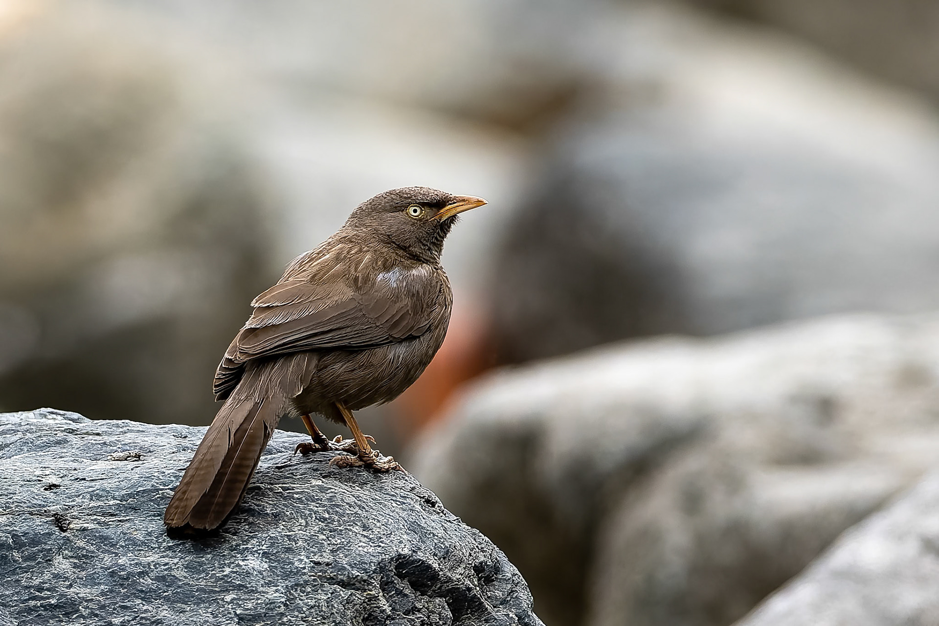 Jungle babbler, Bird's Den, Corbett Tiger Reserve, India