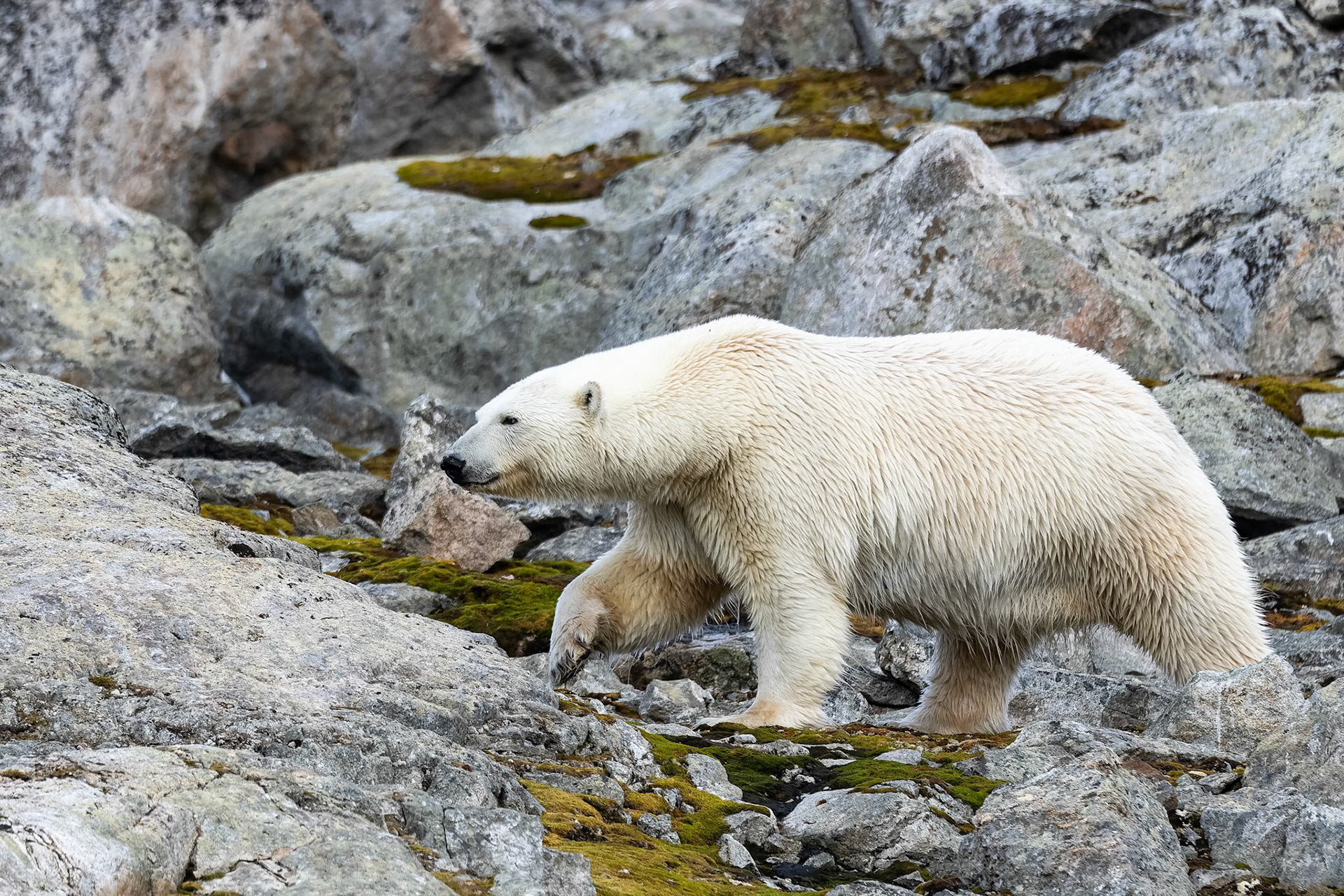 Polar bear, Hamiptonbukka, Svalbard, Norway