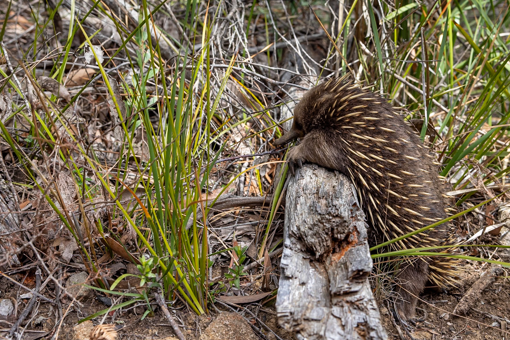 Three Capes Track, Cape Pillar Lodge to Cape Hauy and Fortescue Bay, Tasmania