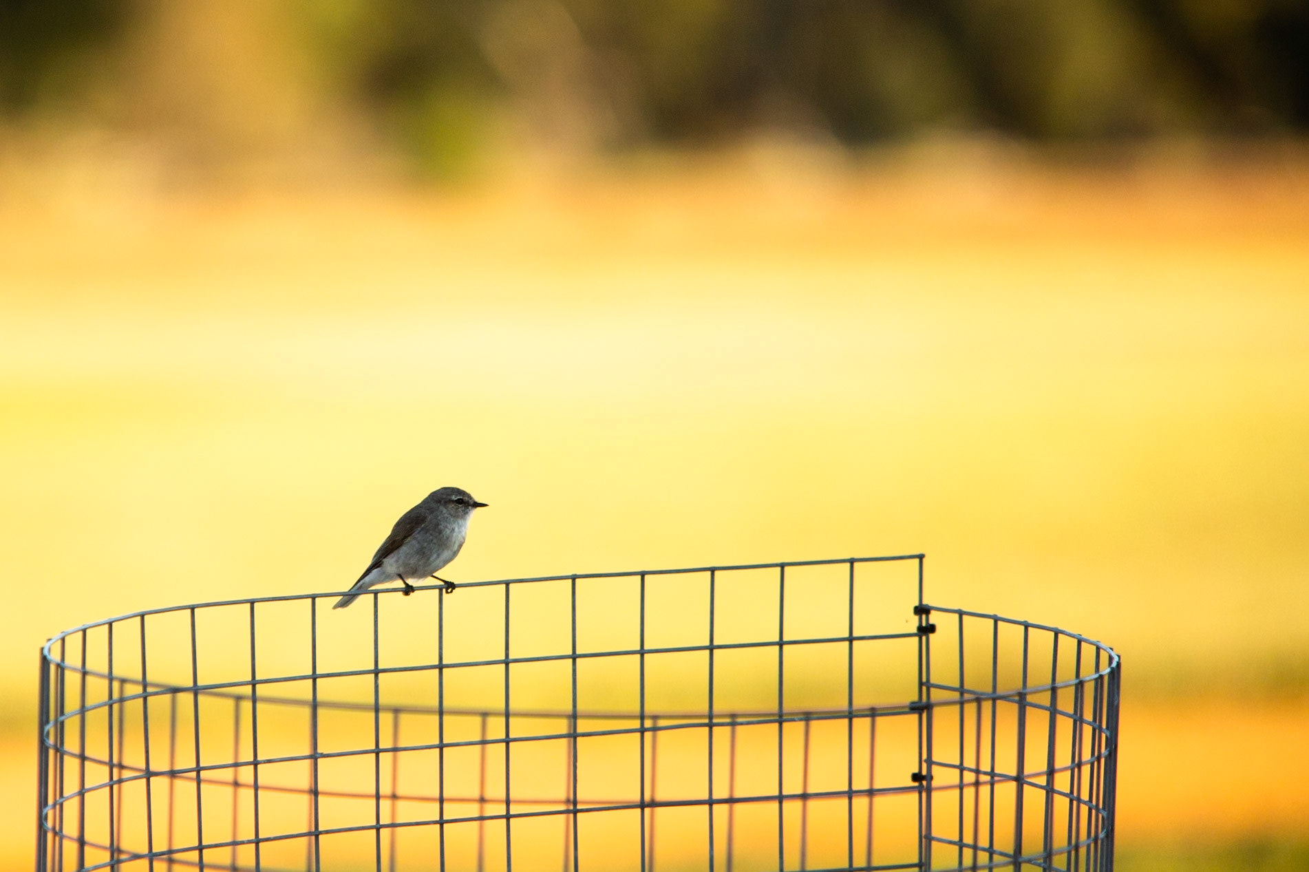 Eagle Wings Rise, Hall's Gap, The Grampians, Victoria