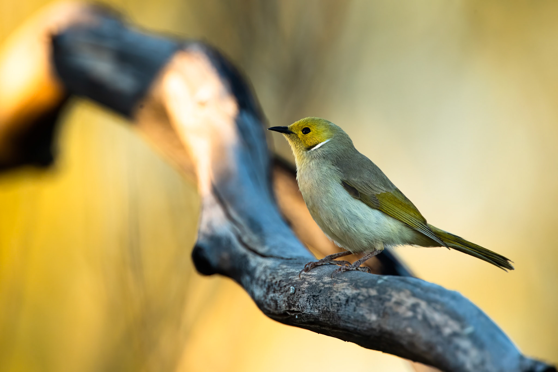 White-plumed honeyeater, Tenant Creek, Northern Territory, Australia