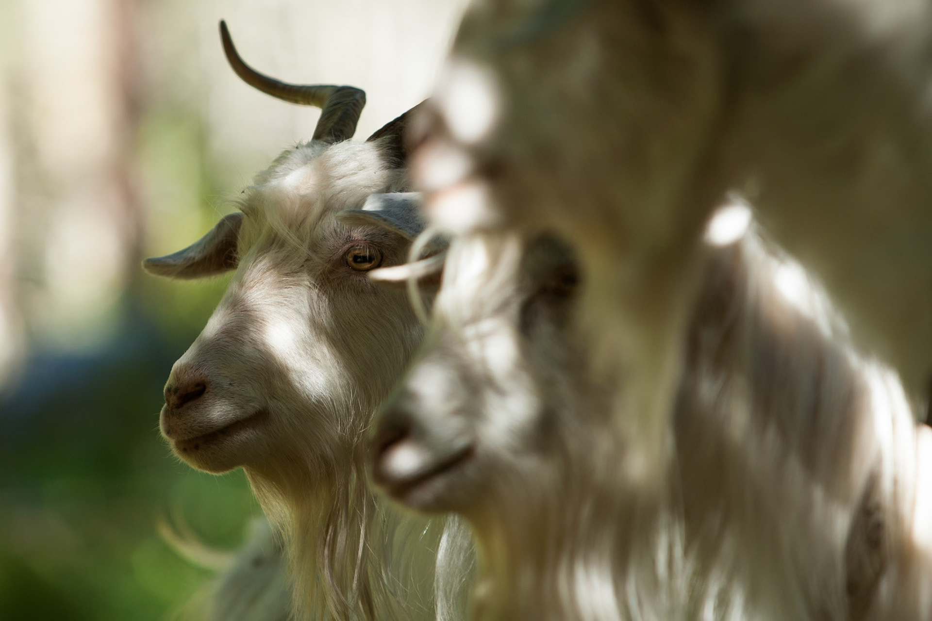 Angora goat, Madonna di Campiglio, Italy.