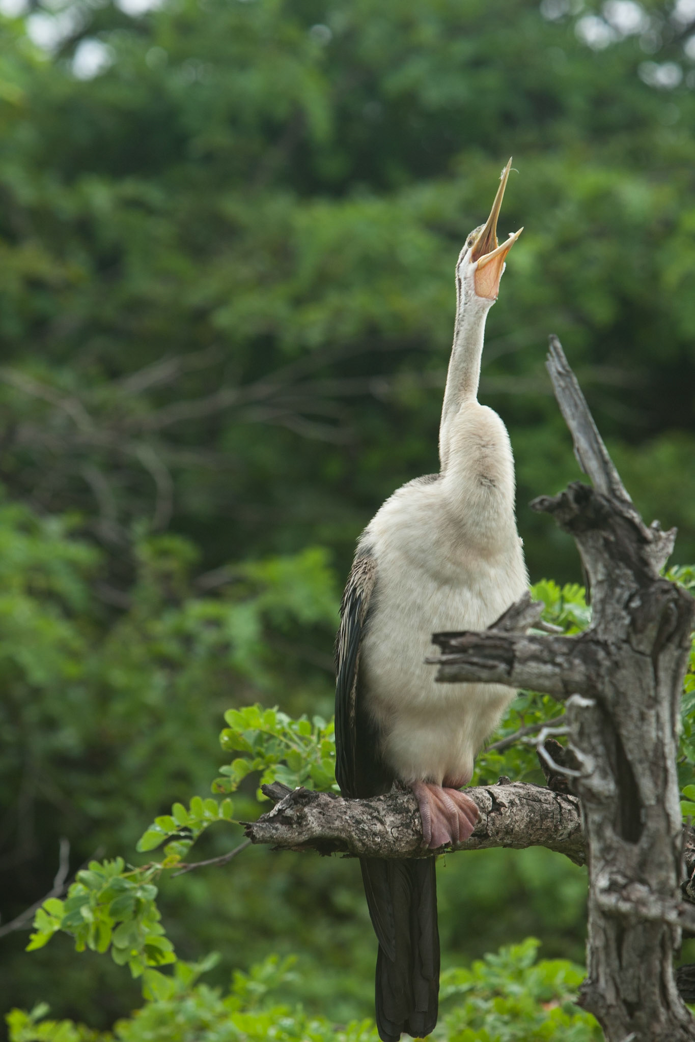 Darter, Cooinda, Kakadu, Northern Territory