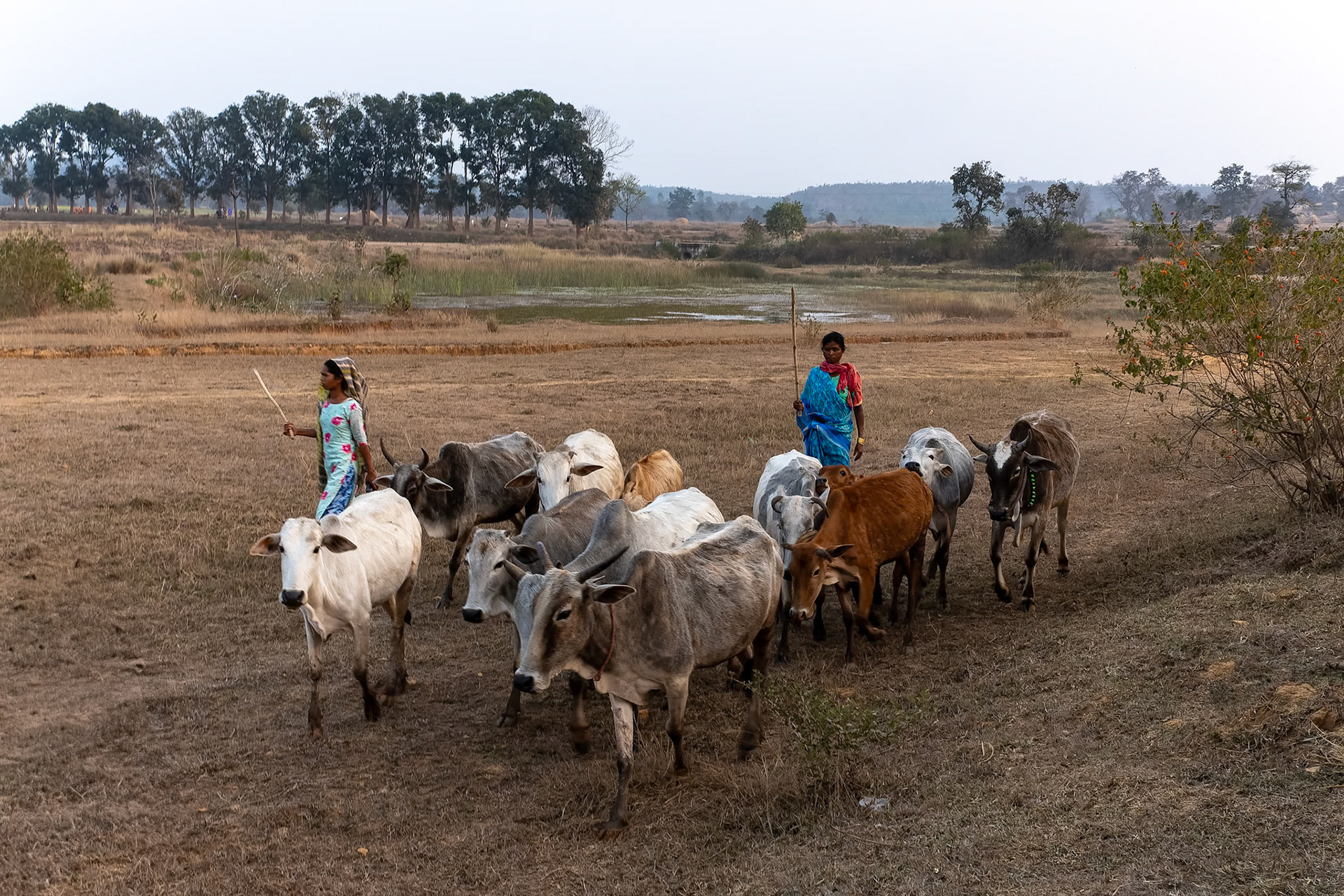 The Bagh, Khana, India