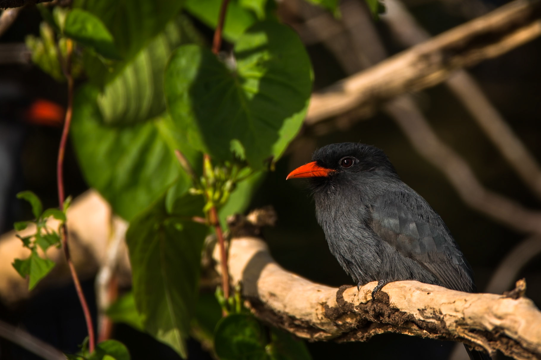 Black-fronted nunbird, Porto Jofre, Pantanal, Brazil