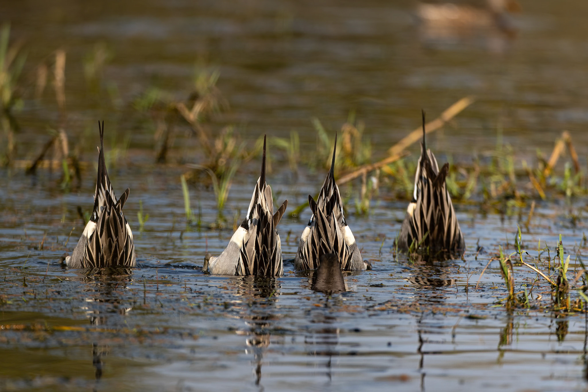 Northern pintail, Keoladeo National Park, Bharatpur, India