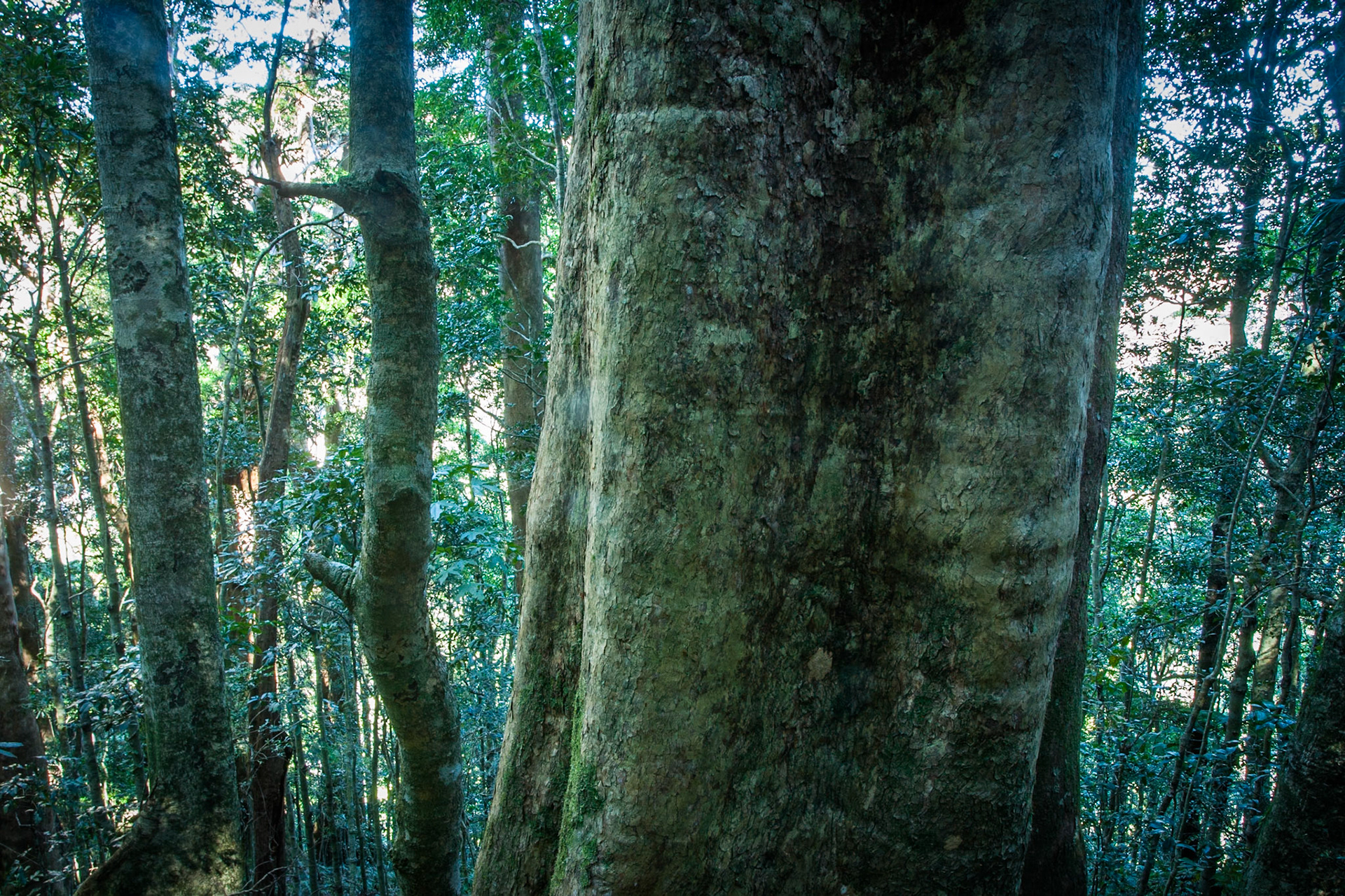 Lamington National Park, Queensland