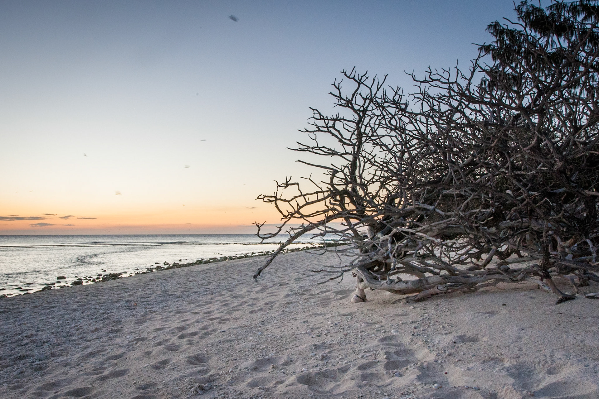 Whale watching beach, Lady Elliot Island, Queensland, Australia