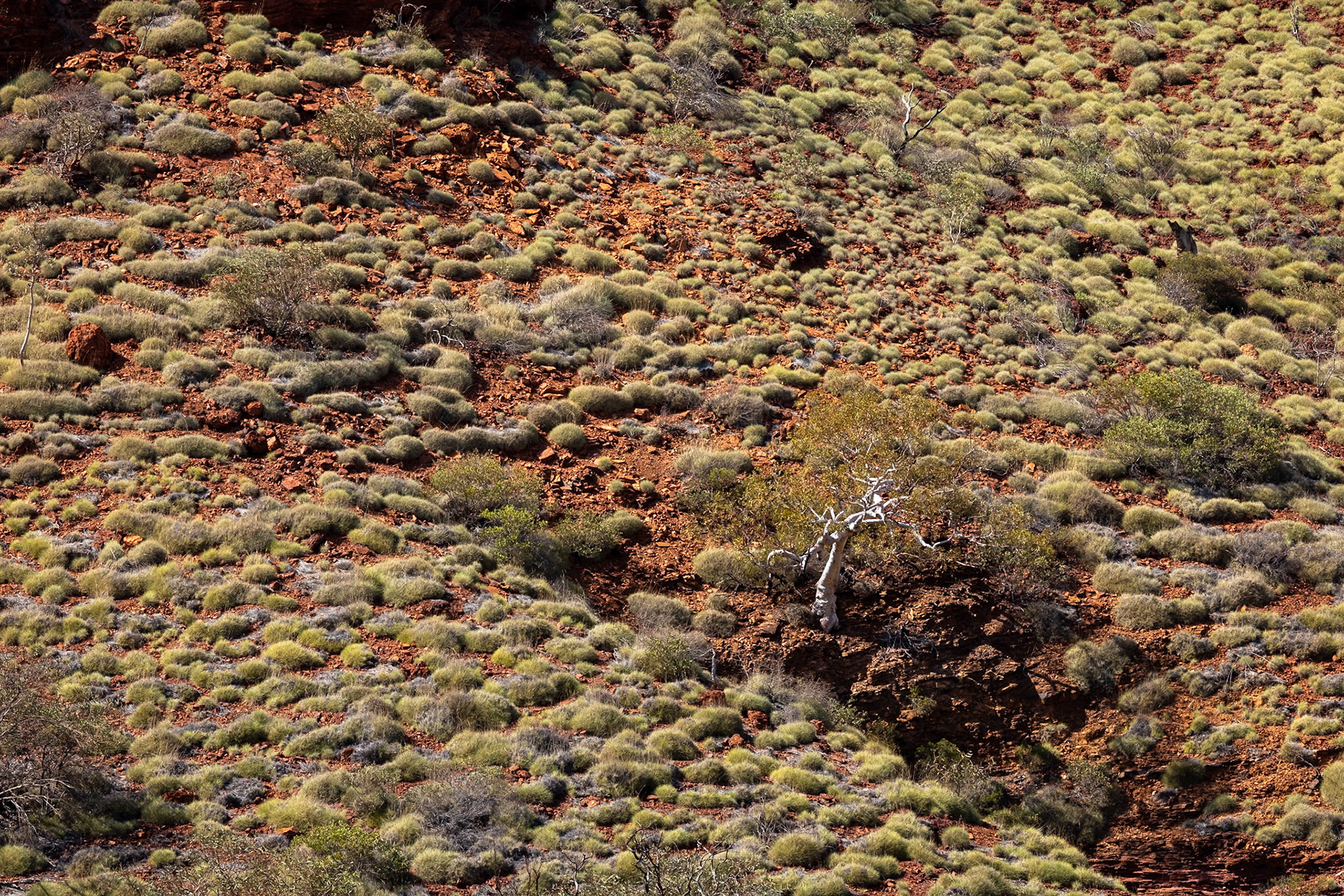 Hamersley Gorge,  National Park, Western Australia