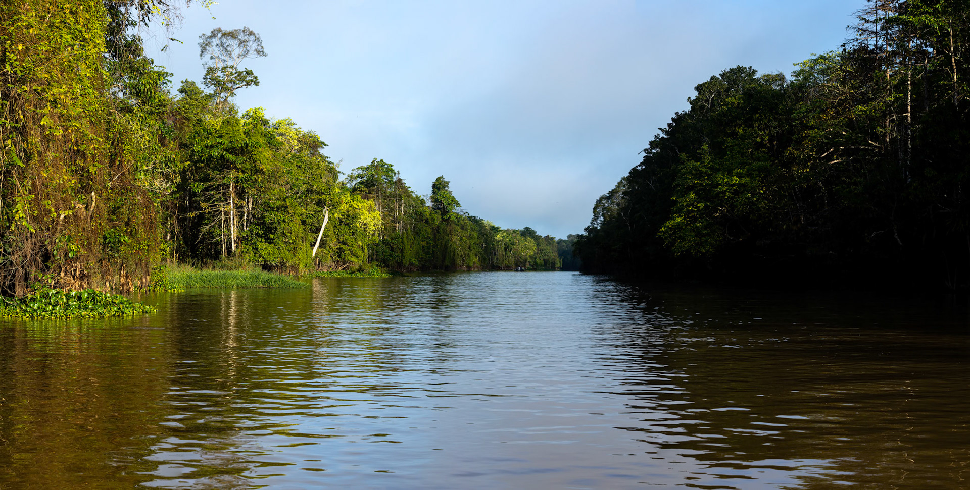 Forest landscape, Sukau, Borneo