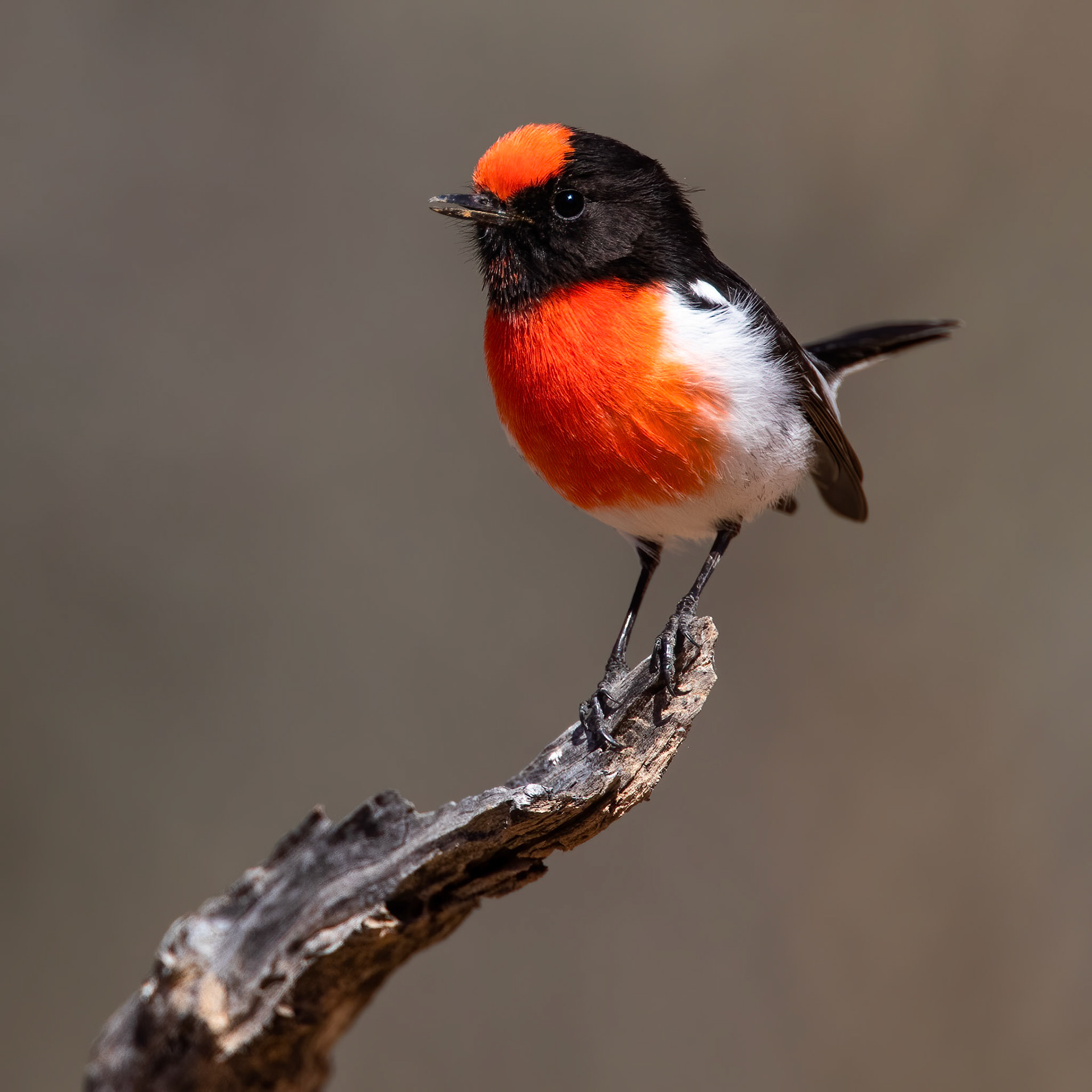 Red-capped robin, Opalton, Queensland, Australia