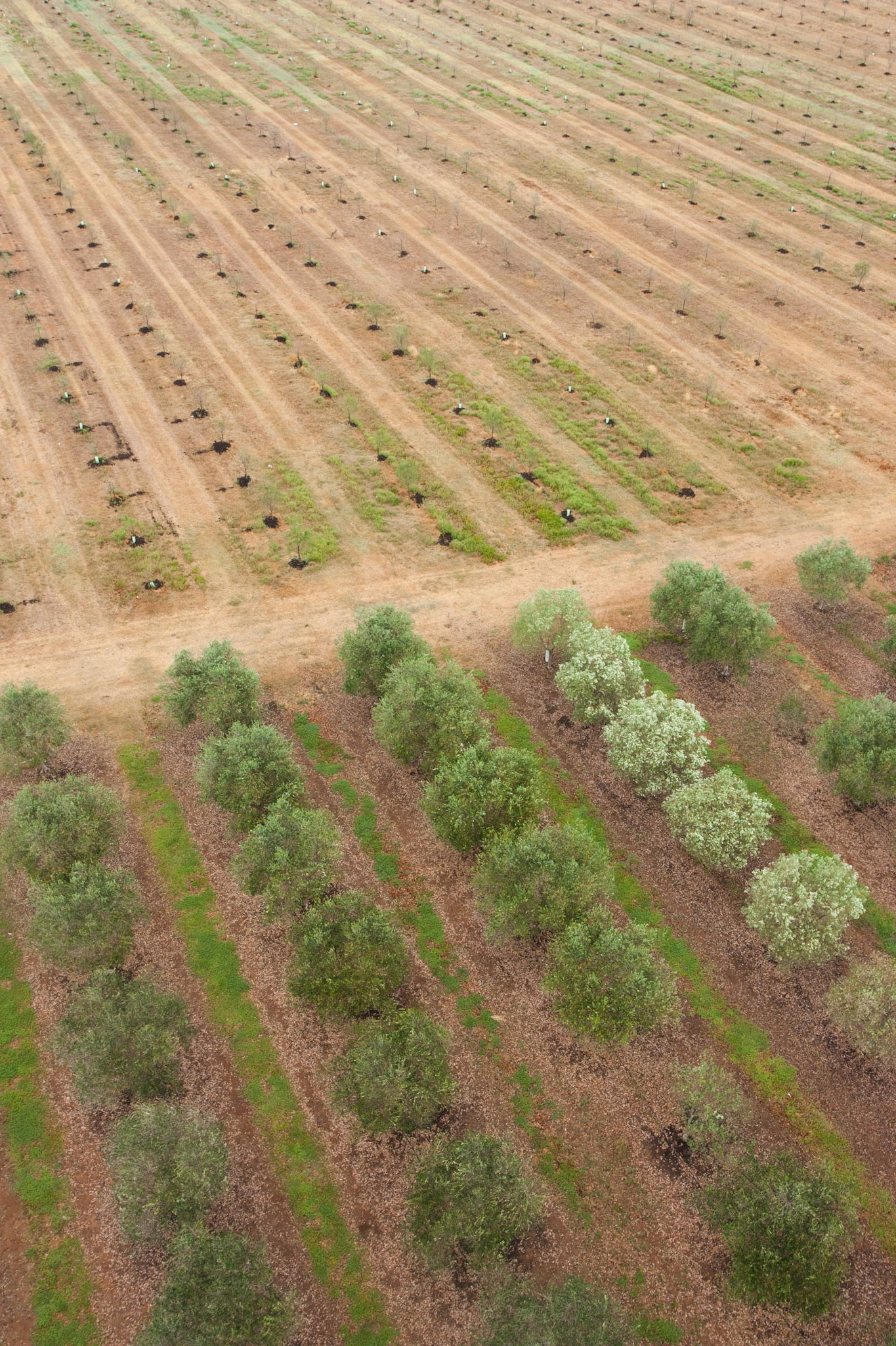 Hot air balloon ride in the Hunter Valley, New South Wales.