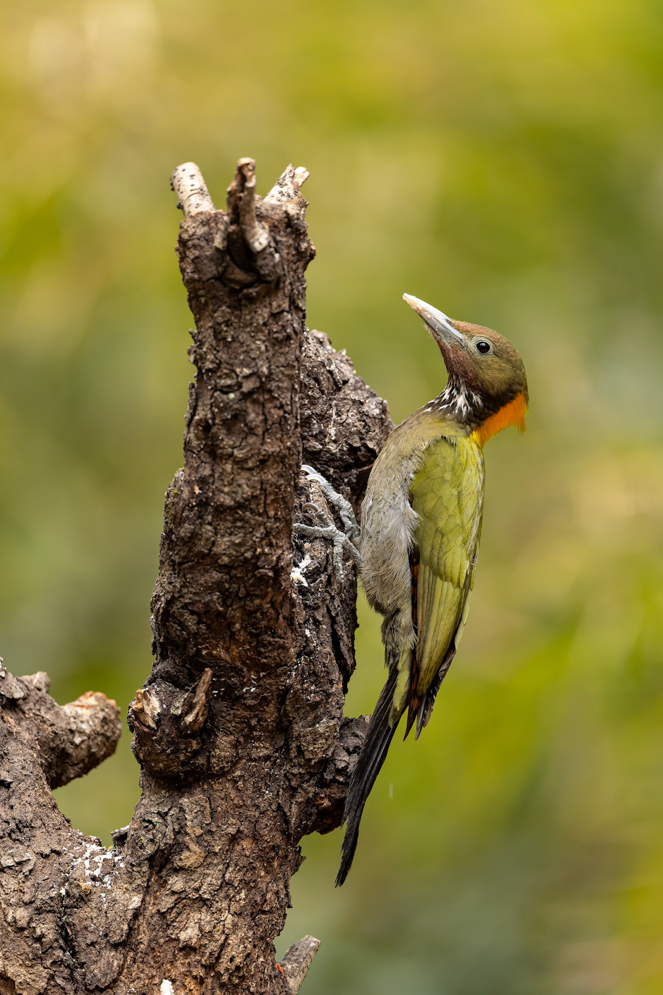 Greater yellownape, Bird's Den, Corbett Tiger Reserve, India