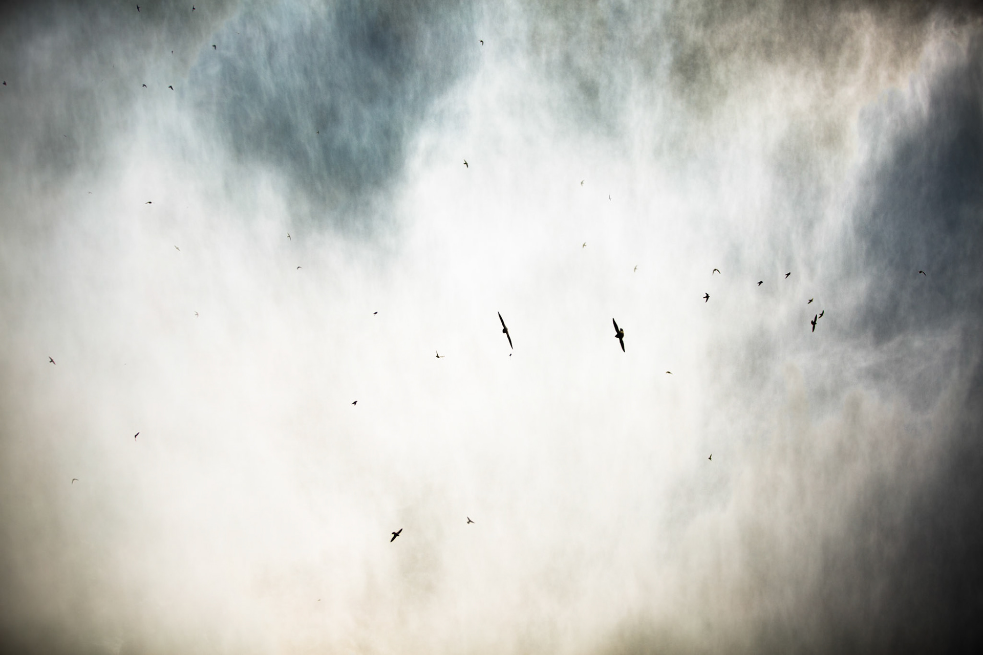 Great dusky swifts, Iguassu Falls, Brazil and Argentina