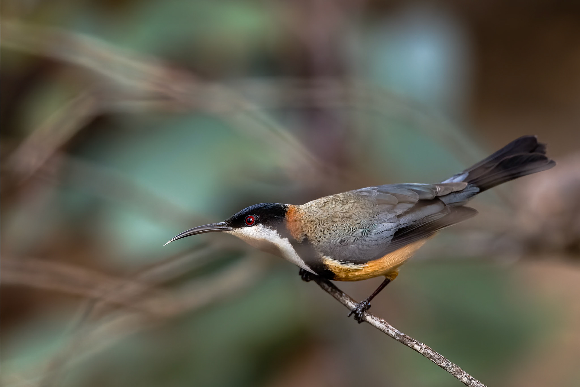 Eastern spinebill, Hassan's Wall, NSW, Australia
