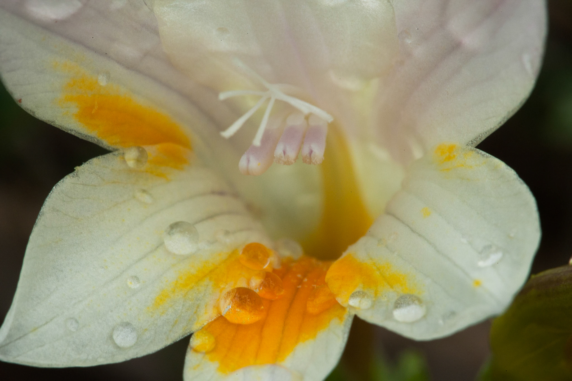 Dewdrops on forest flower, American River, Kangaroo Island