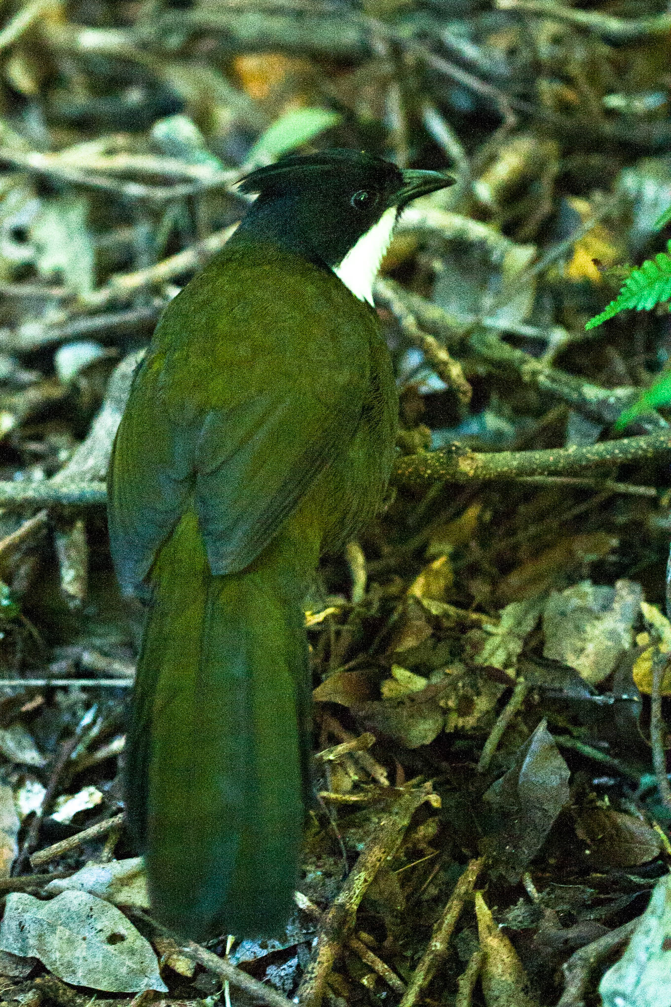 Lamington National Park, Queensland