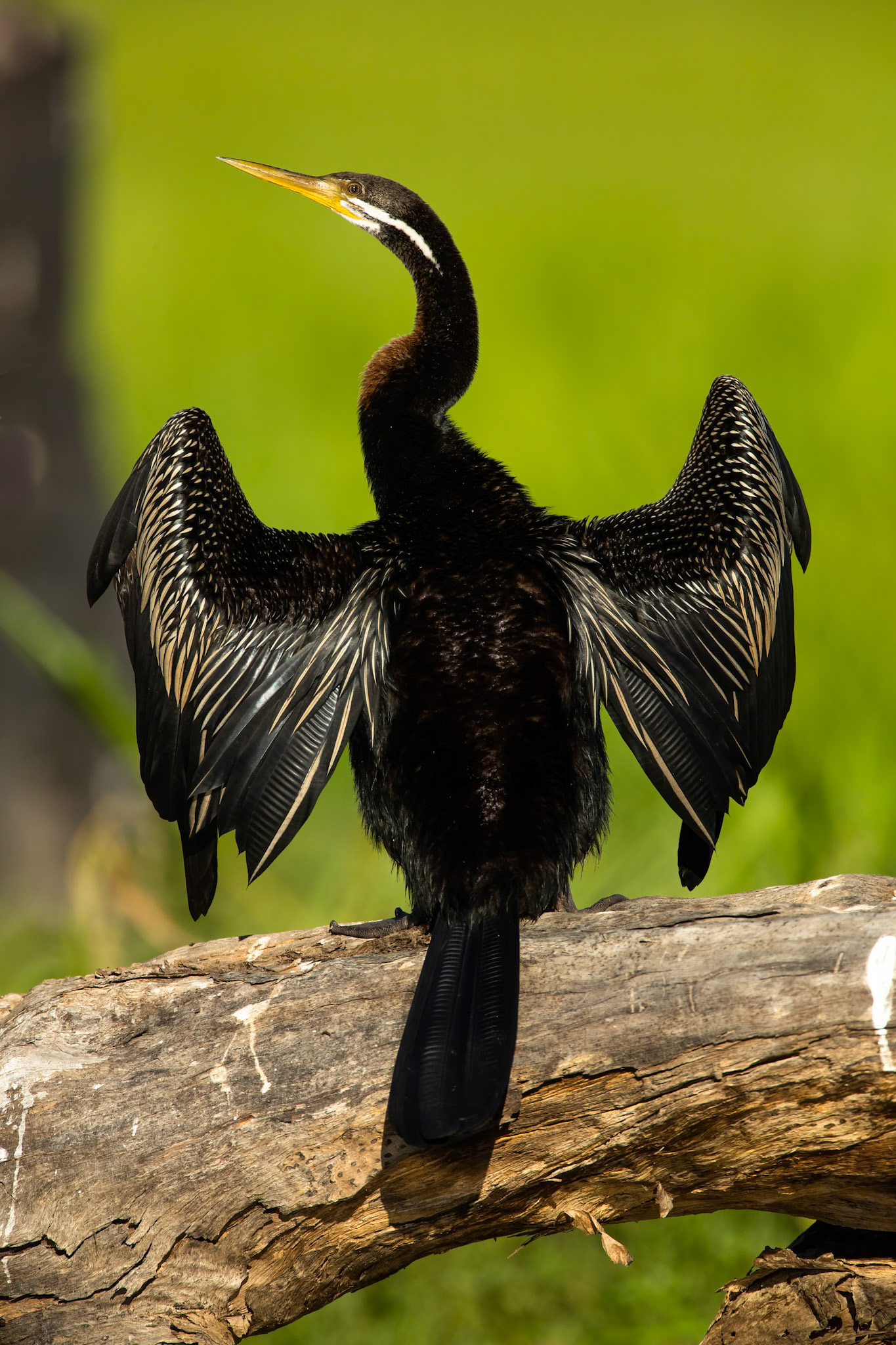 Australasian darter, Yellow waters billabong, Kakadu, Northern Territory, Australia