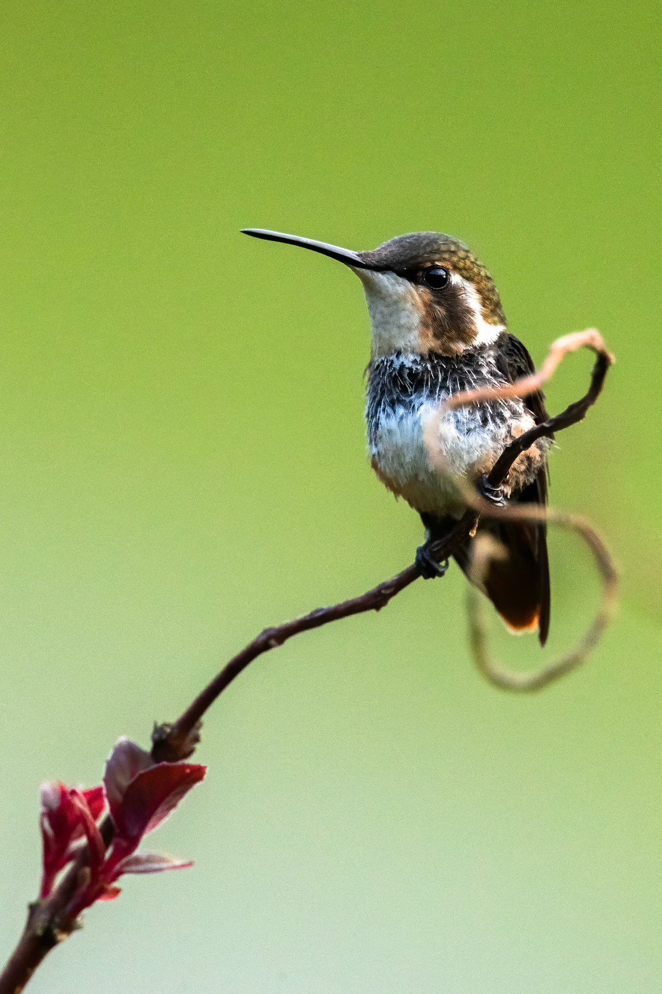 White-bellied woodstar, Rio Blanco, Colombia