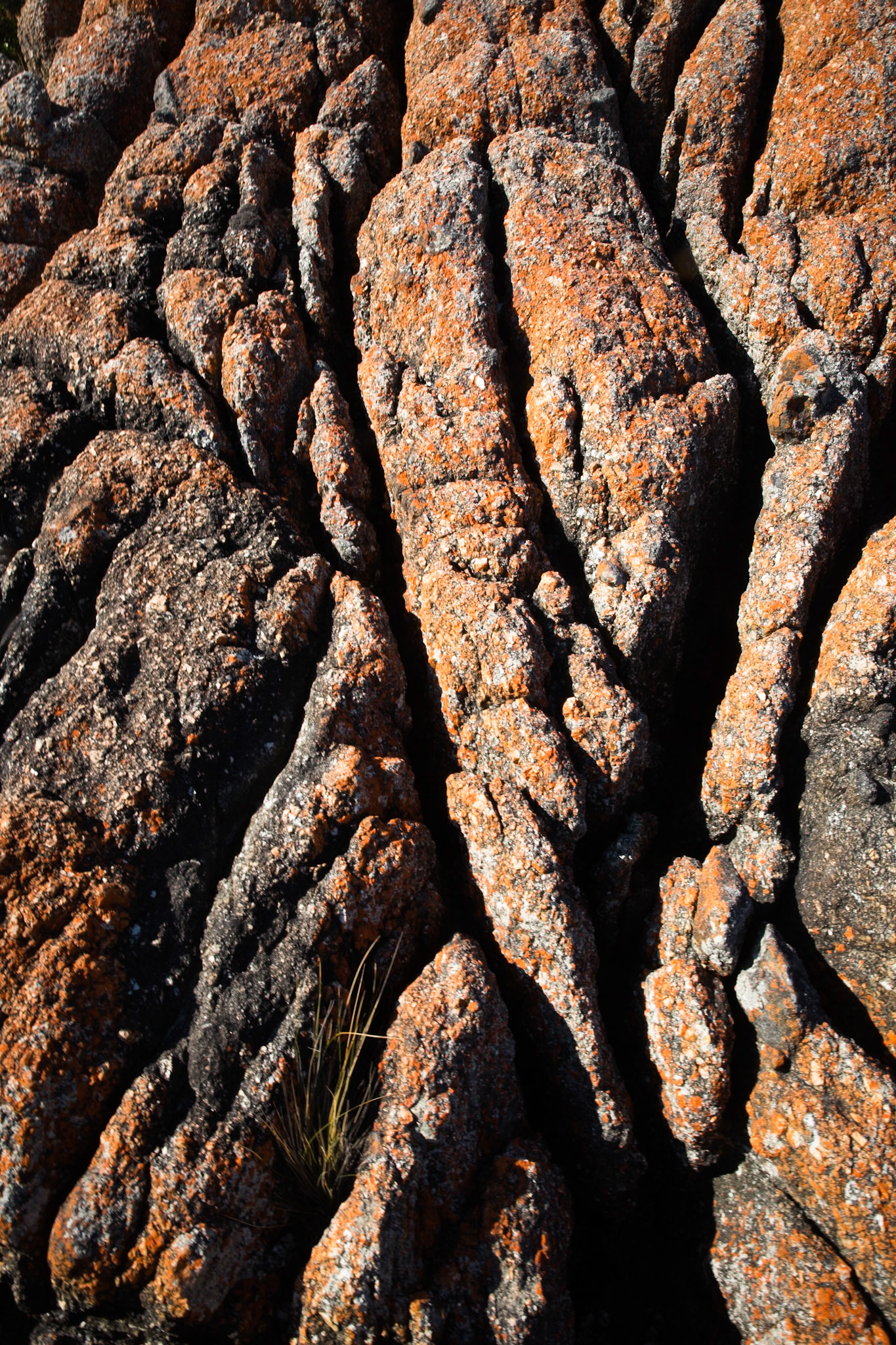 Tuesday am - Darby Saddle via Sparkes Lookout and Lookout Rocks to Tongue Point; and then on to Darby River for lunch.Tuesday pm - Lilly Pilly Gully carpark up to Tidal Overlook and on to Pillar Point then via Squeaky Beach and Picnic Beach to Picnic Beach carpark.