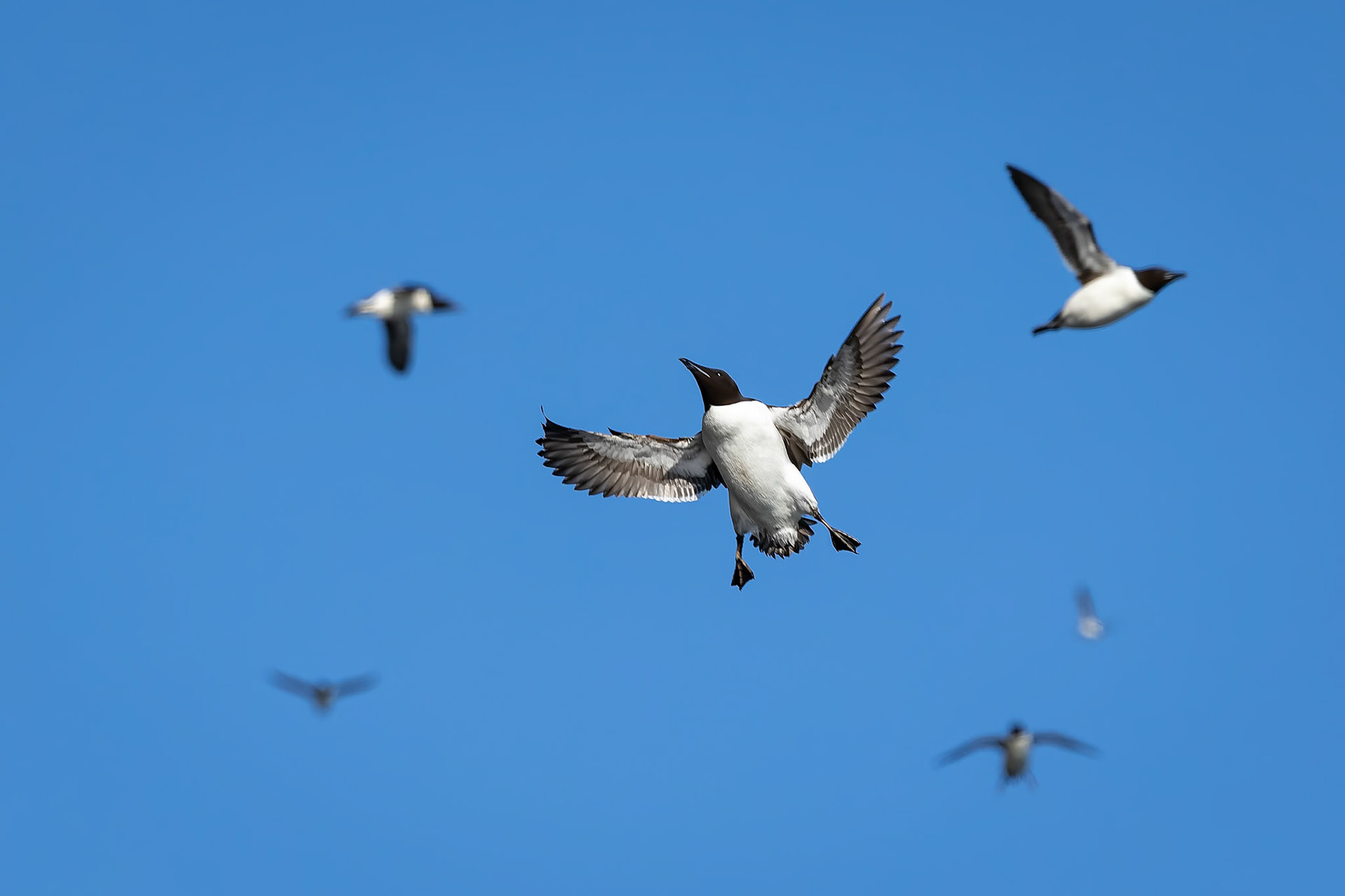 Brünnich's guillemot, Alkefjettet, Svalbard, Norway