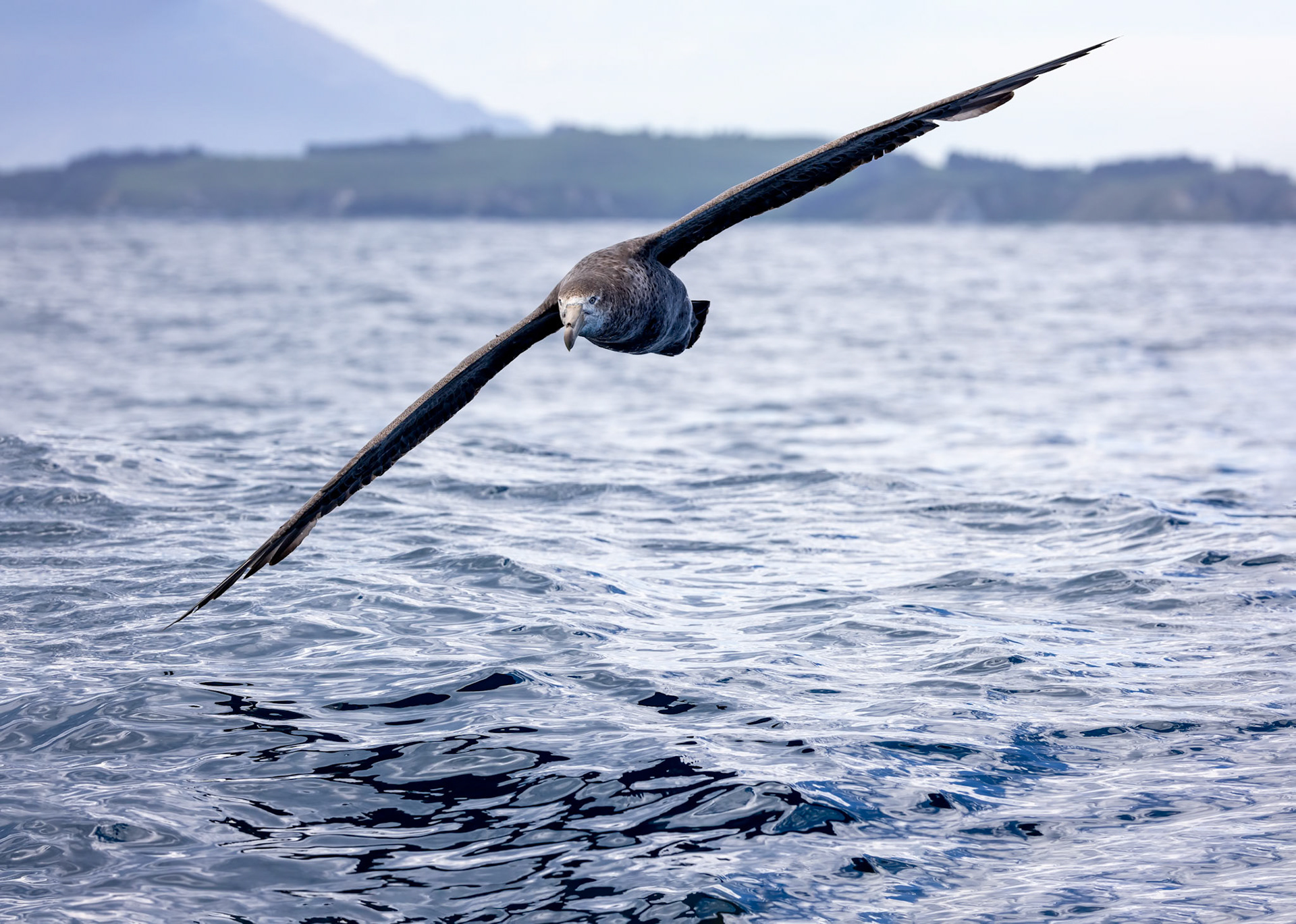Northern giant-petrel, Kaikōura, New Zealand