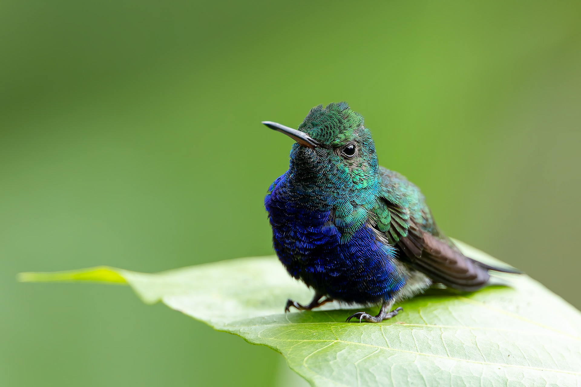 Violet-bellied hummingbird, Umbrella Bird Lodge, Buenaventura Nature Reserve, Ecuador